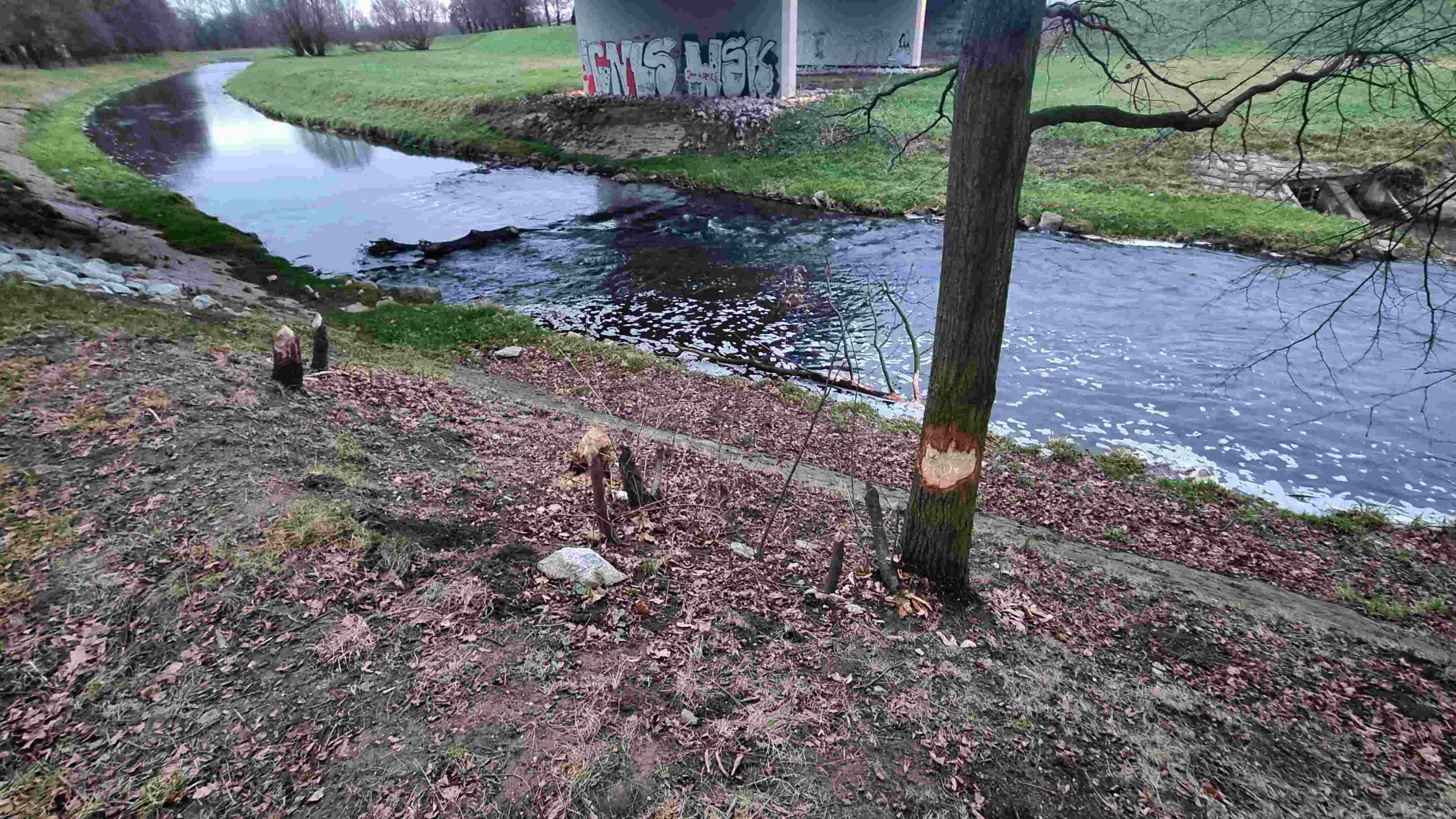 Bobry niszczą drzewostan na brzegach Kaczawy