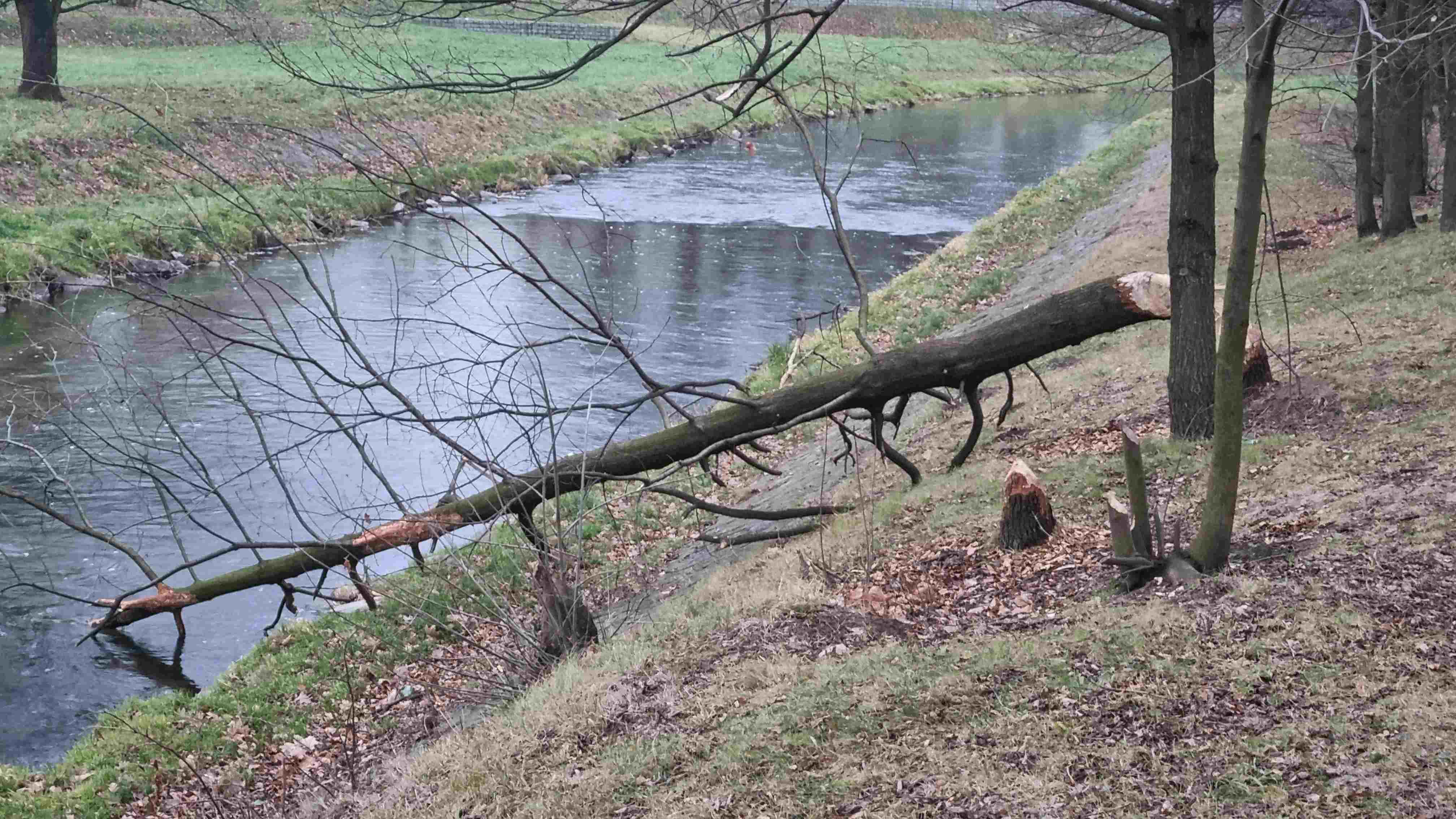 Bobry niszczą drzewostan na brzegach Kaczawy