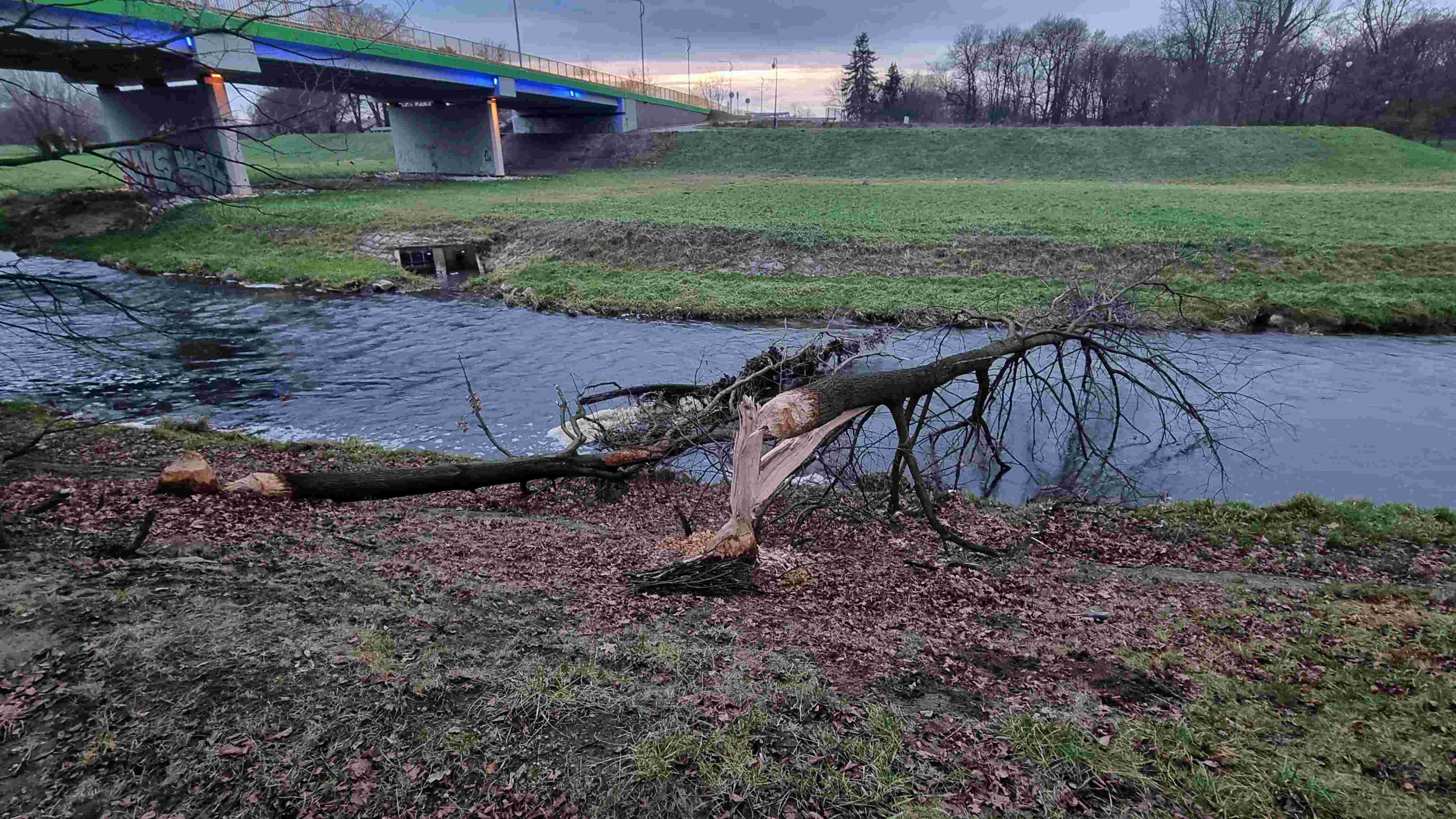 Bobry niszczą drzewostan na brzegach Kaczawy