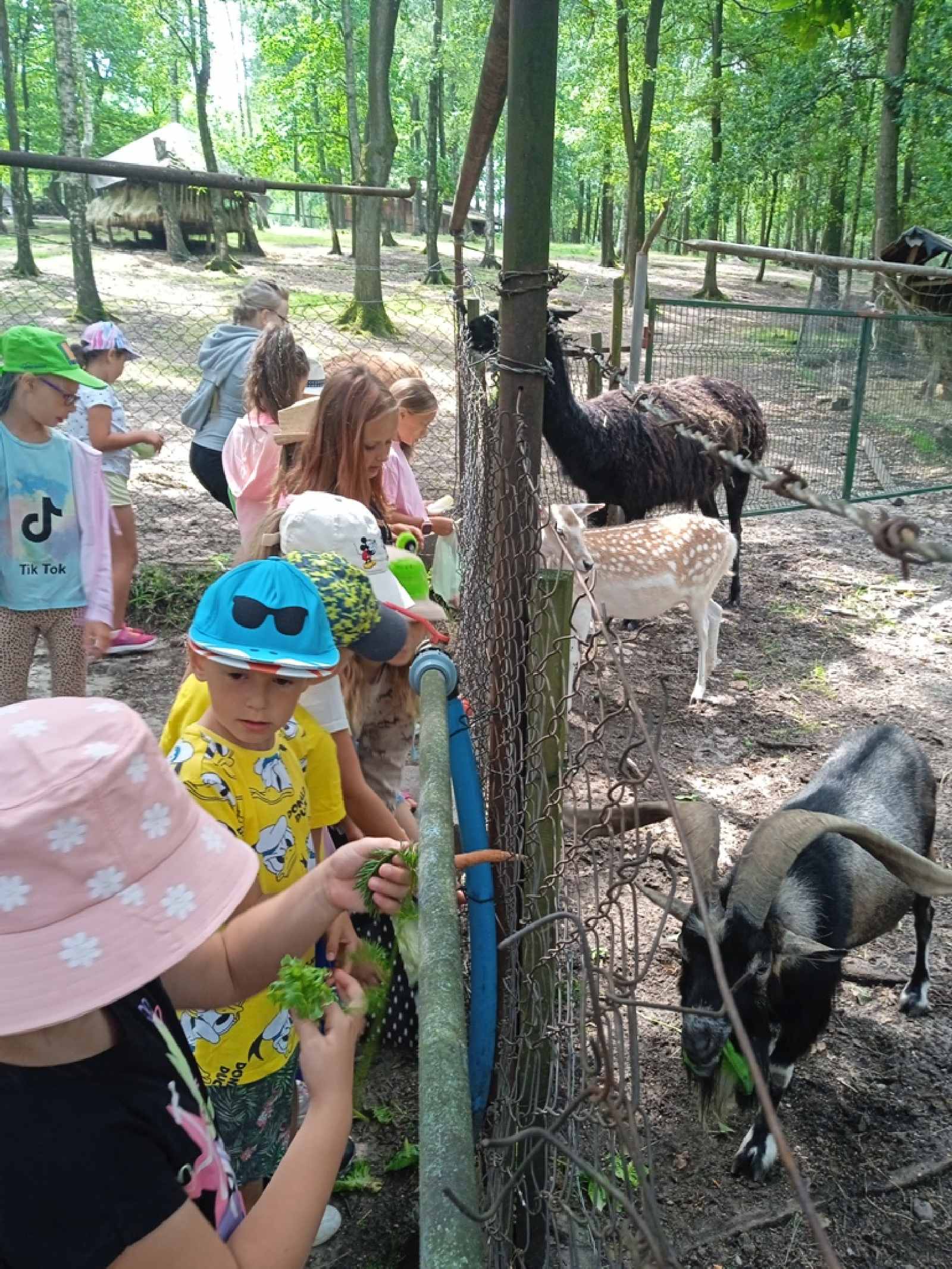 Tak minęła kanikuła małych mieszkańców Rosochatej