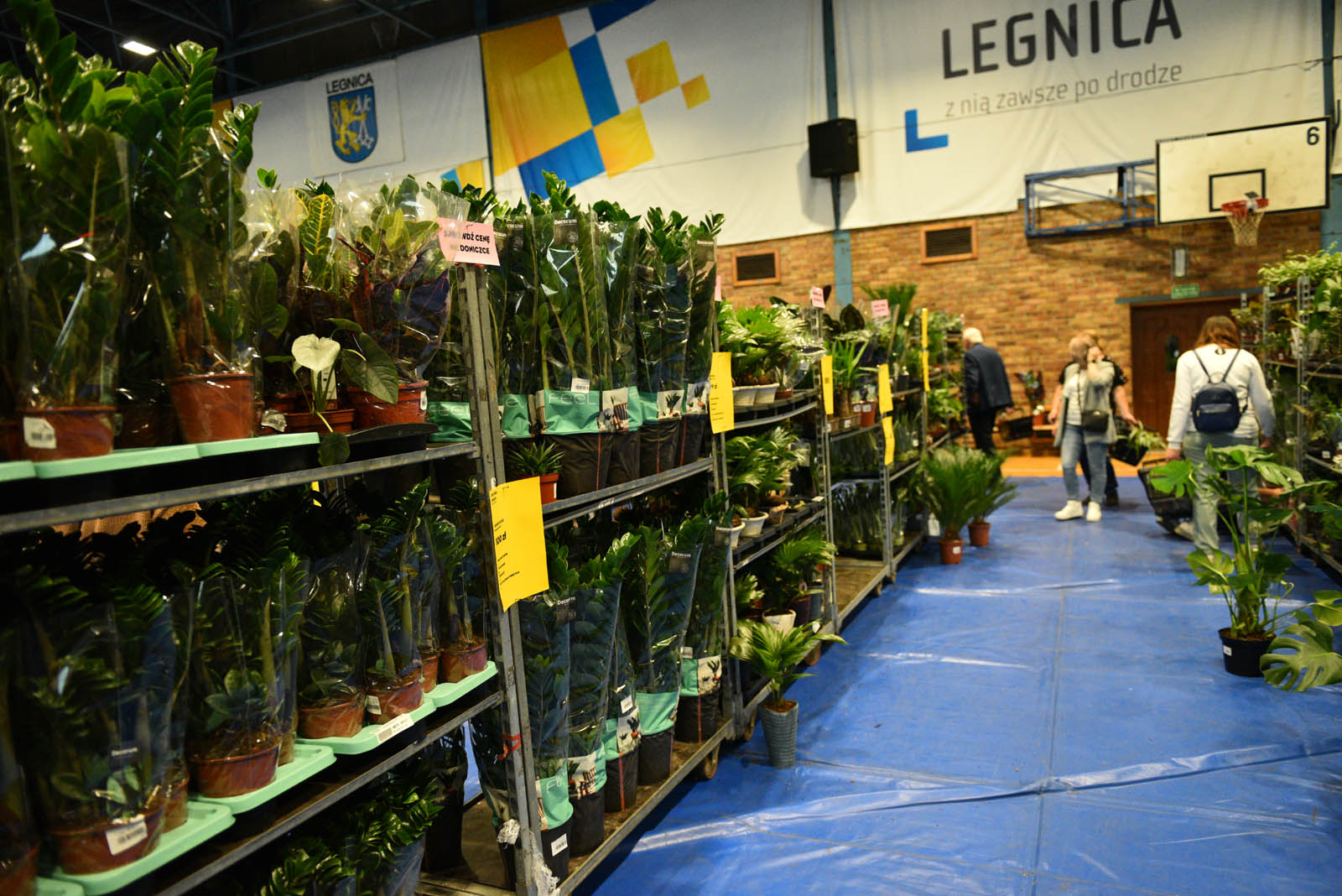 Festiwal roślin, czyli raj dla miłośników kwoatów doniczkowych