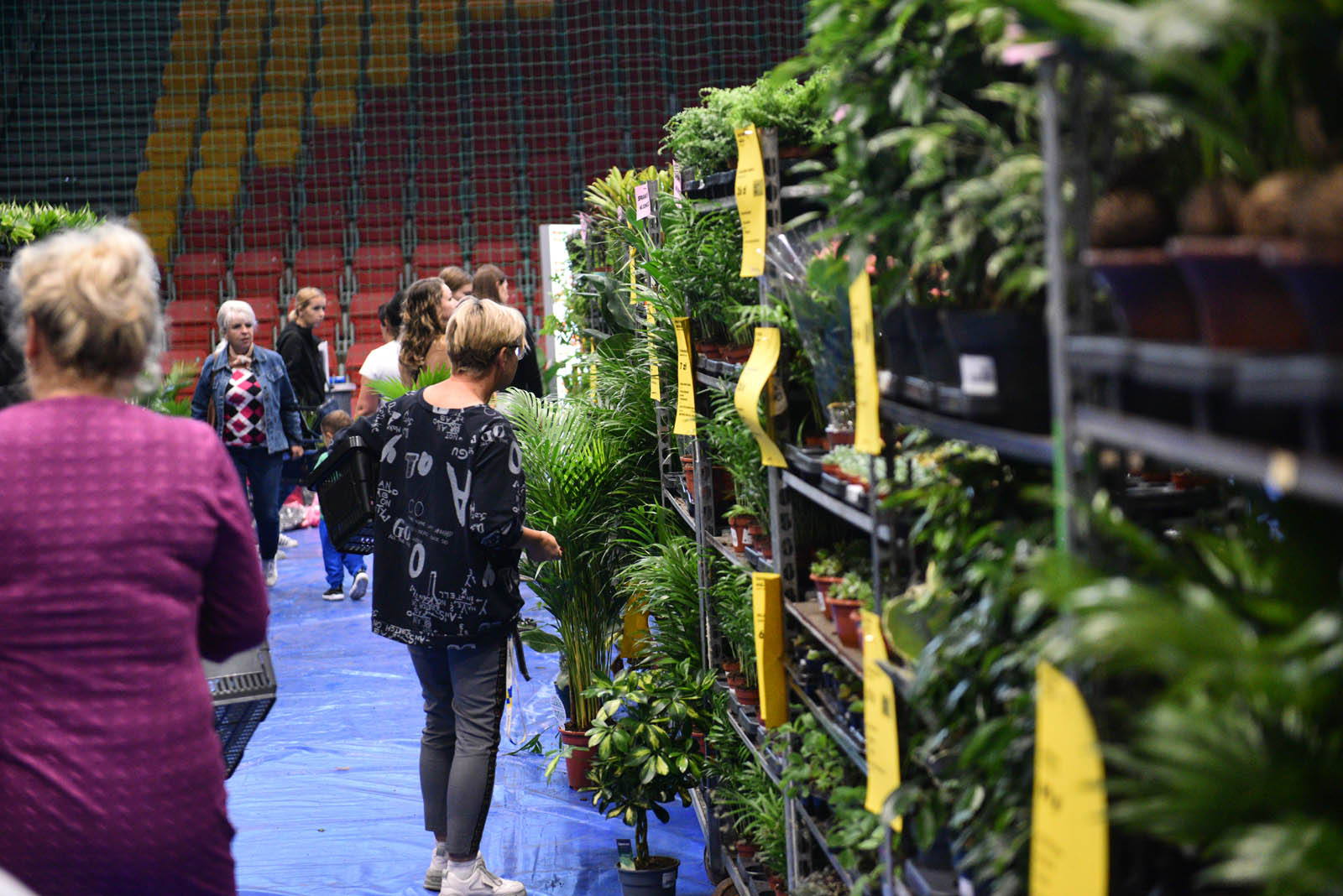 Festiwal roślin, czyli raj dla miłośników kwoatów doniczkowych
