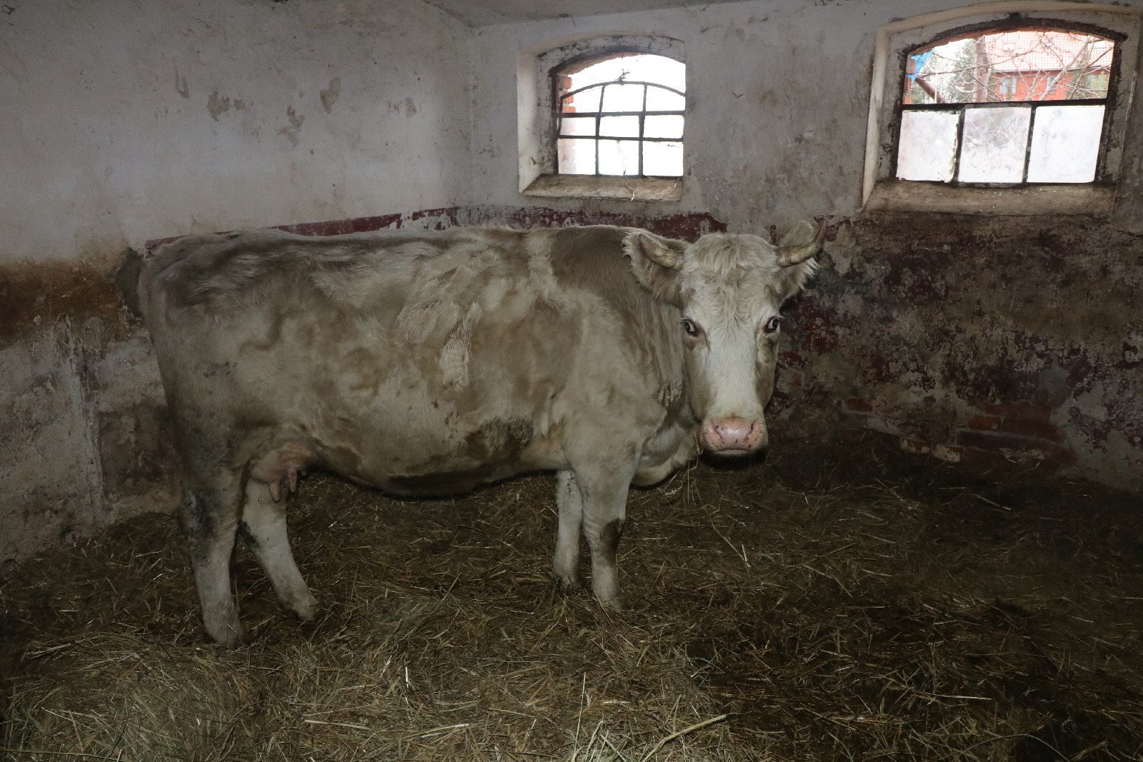 Żywa szopka w Grzymalinie dostępna dla zwiedzających