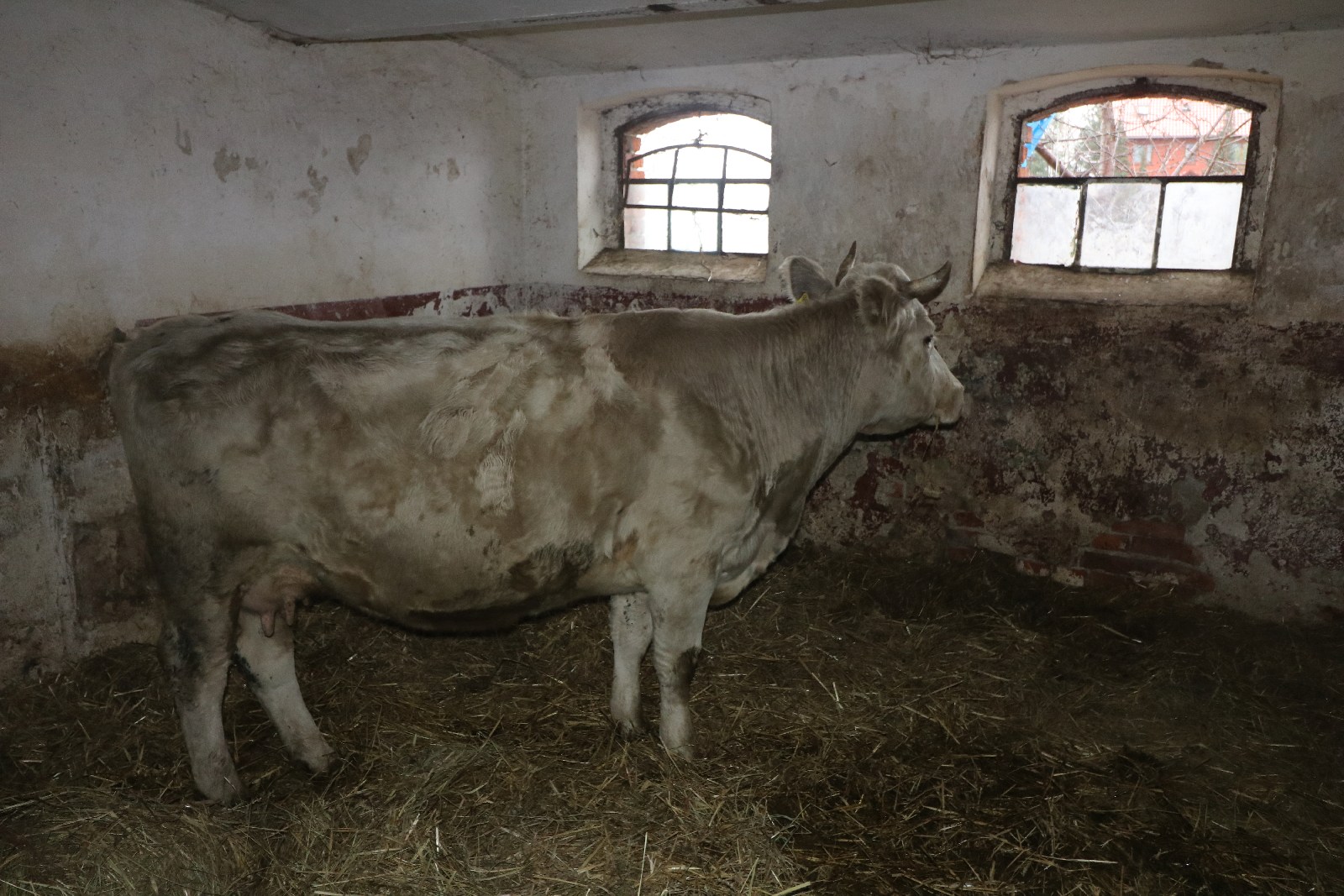 Żywa szopka w Grzymalinie dostępna dla zwiedzających