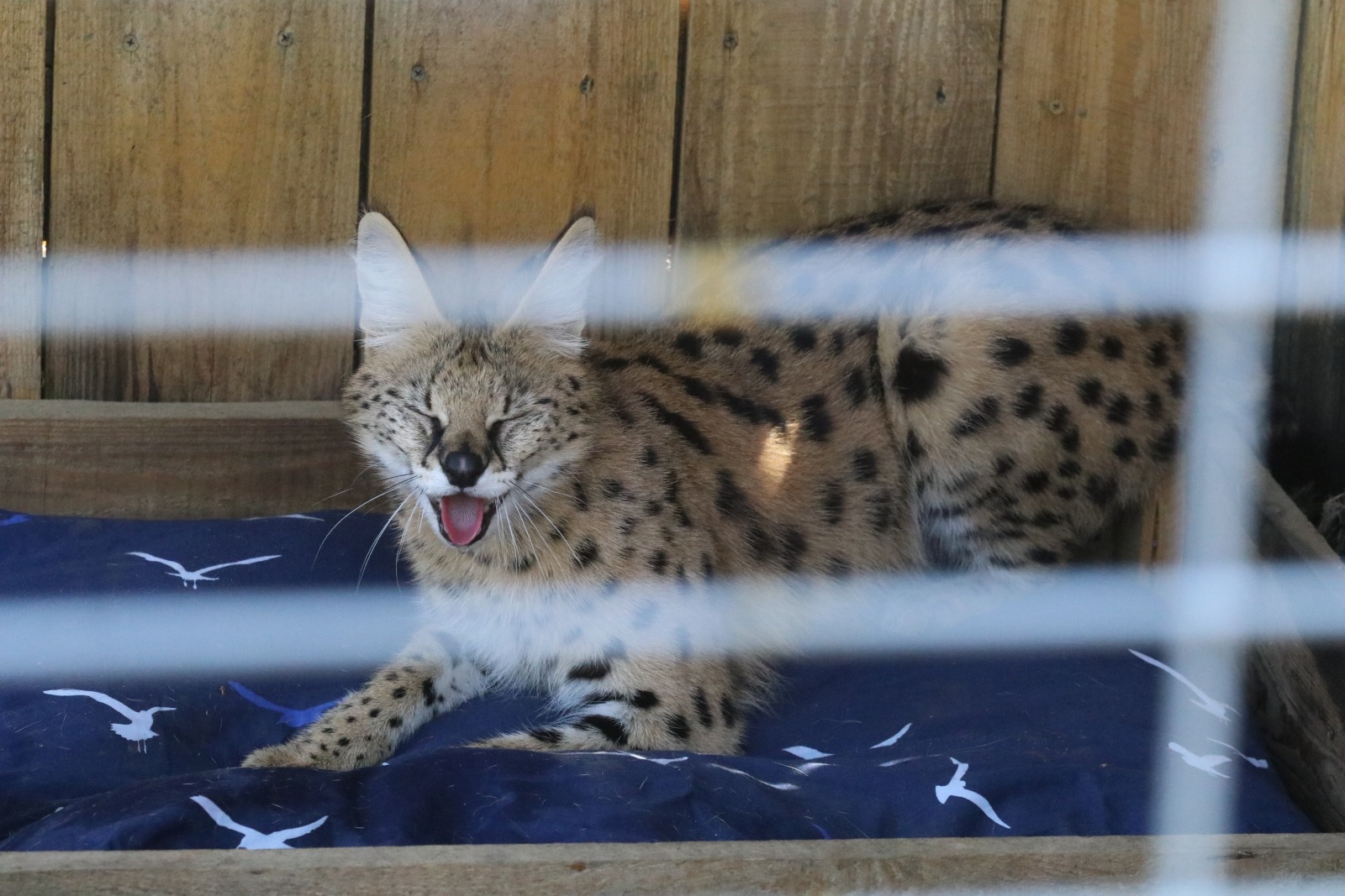 Mini Zoo w Piotrówku. Jest tam kilkadziesiąt zwierzaków