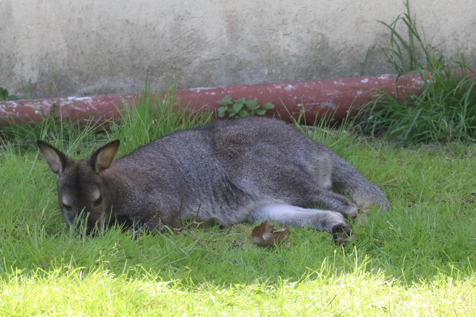 Mini Zoo w Piotrówku. Jest tam kilkadziesiąt zwierzaków