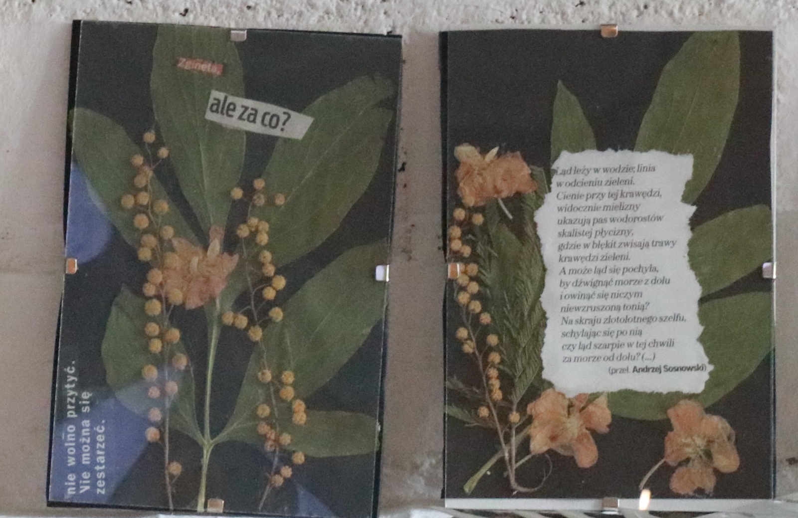 Warsztaty „poezji herbaryjnej” w Galeria Sztuki w Legnicy