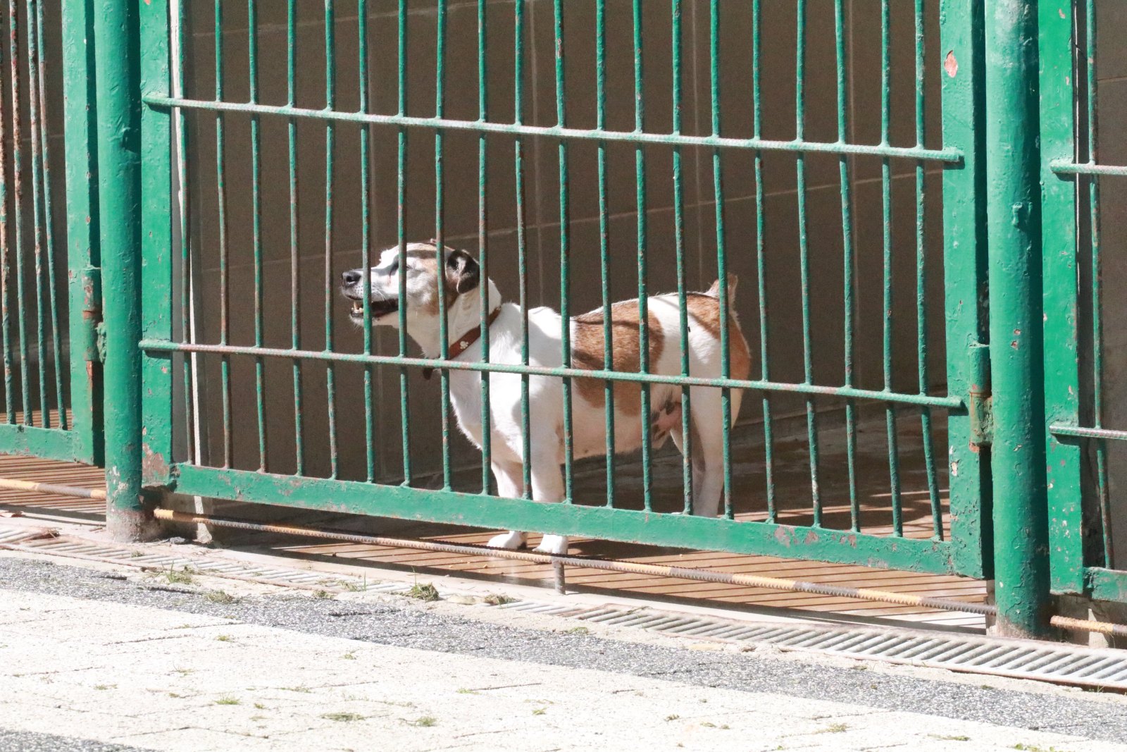 Letnie pożegnanie w schronisku: Spotkanie z Bezdomniakami