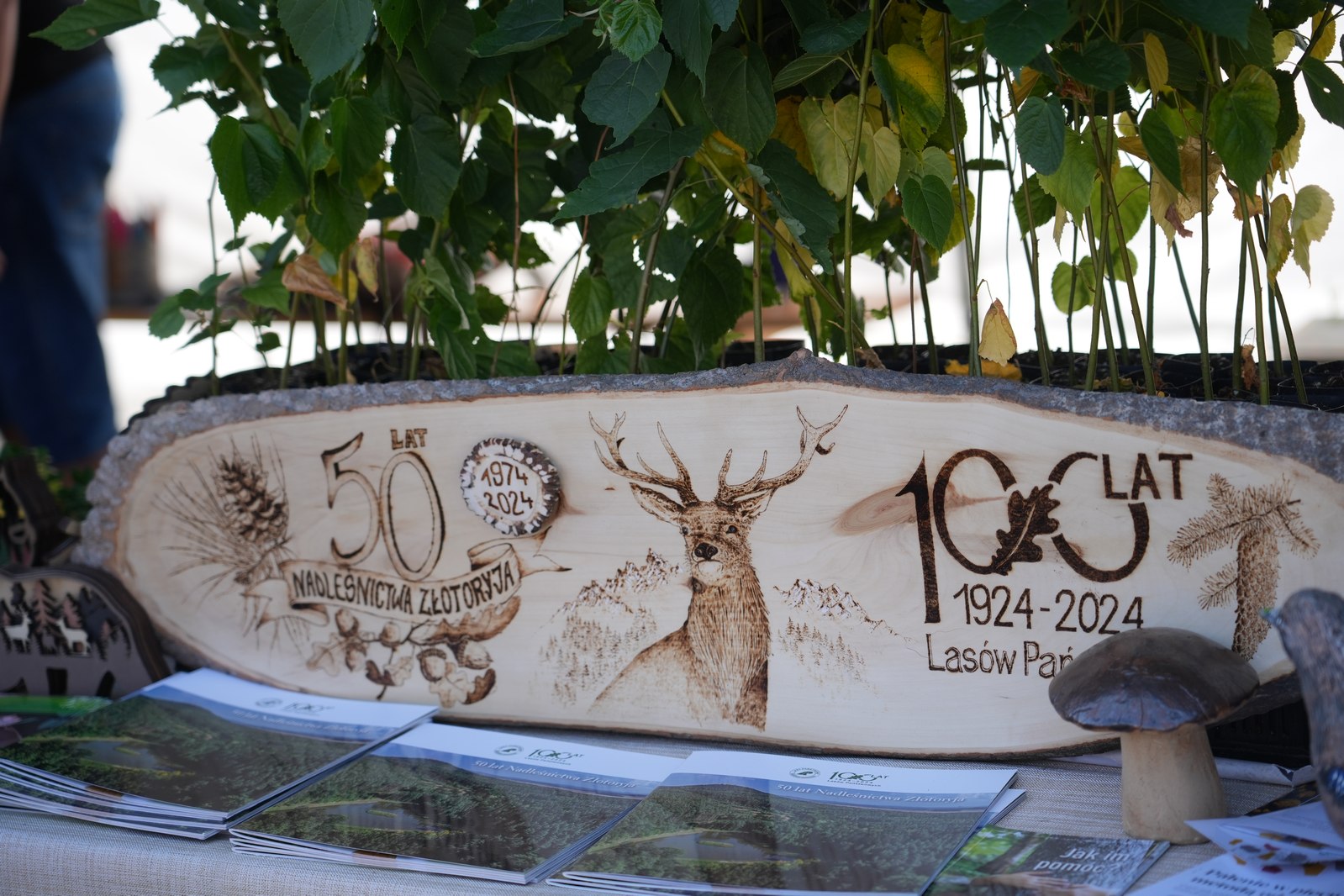Forest SHOW 2024: Targi Maszyn Leśnych w Krzywej za nami