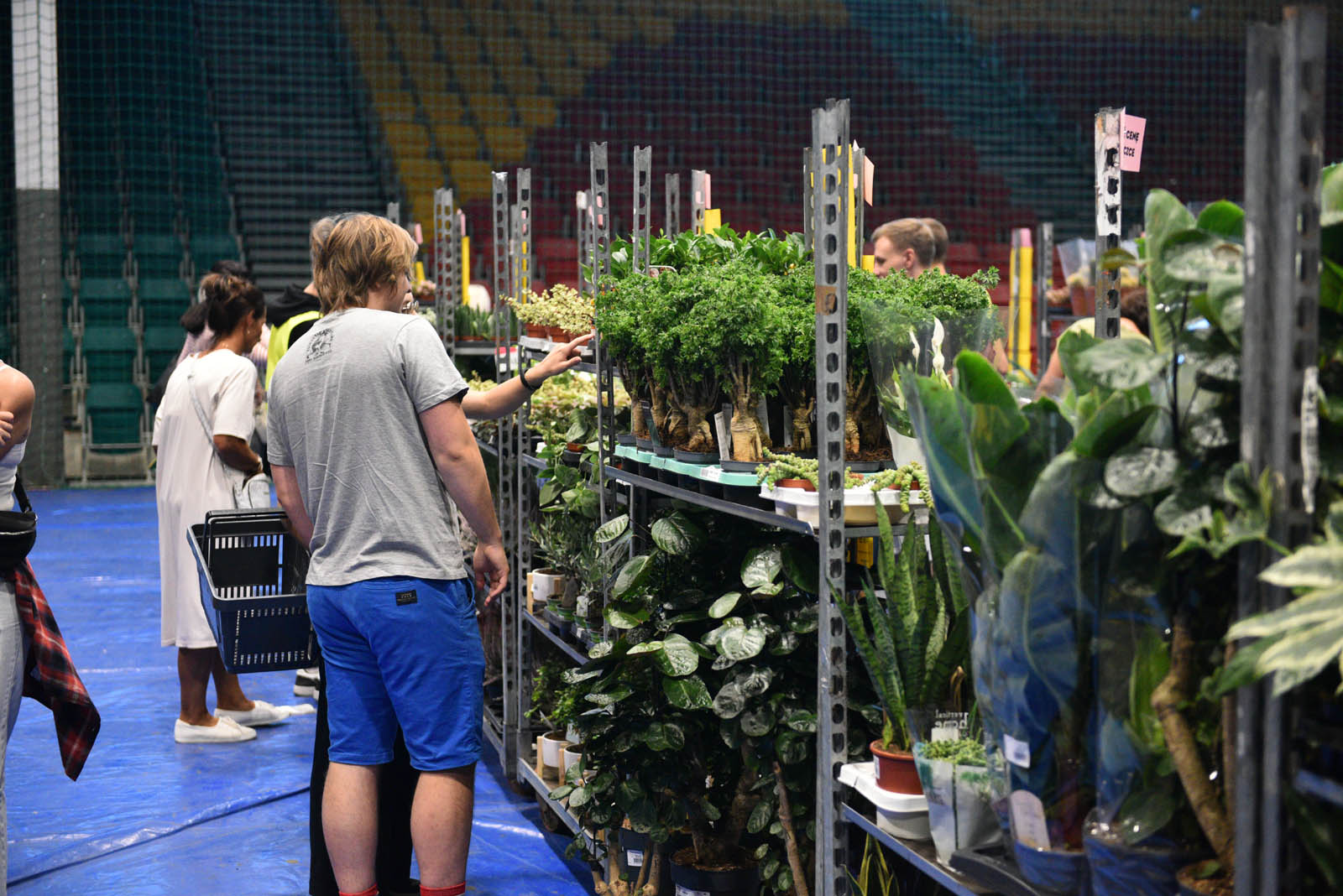 Festiwal Roślin przy ulicy Lotniczej przyciąga prawdziwe tłumy