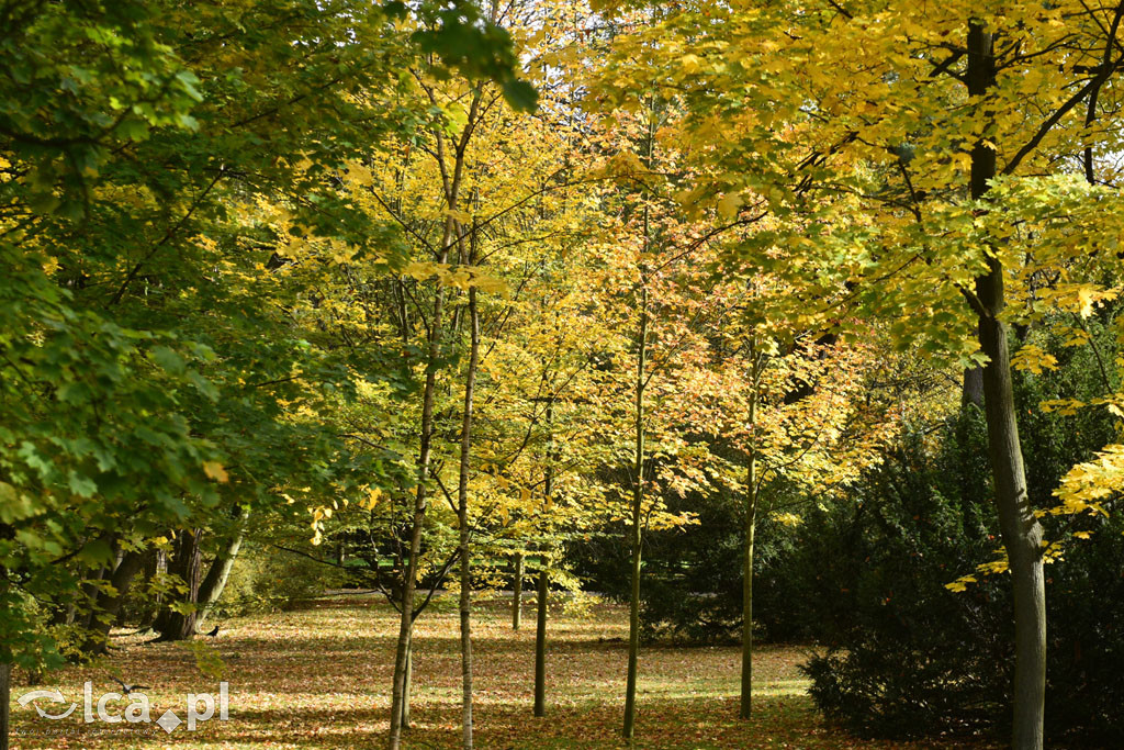 Otulony barwami jesieni park w całej okazałości