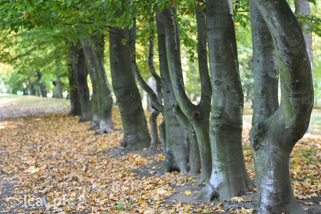 Otulony barwami jesieni park w całej okazałości