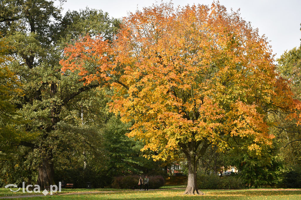 Otulony barwami jesieni park w całej okazałości