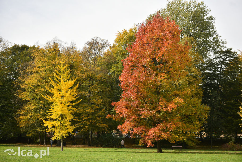 Otulony barwami jesieni park w całej okazałości