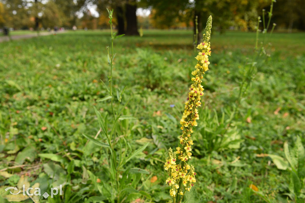 Otulony barwami jesieni park w całej okazałości