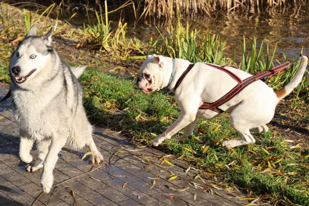 Andrzejkowy DogTrekking w Kunicach