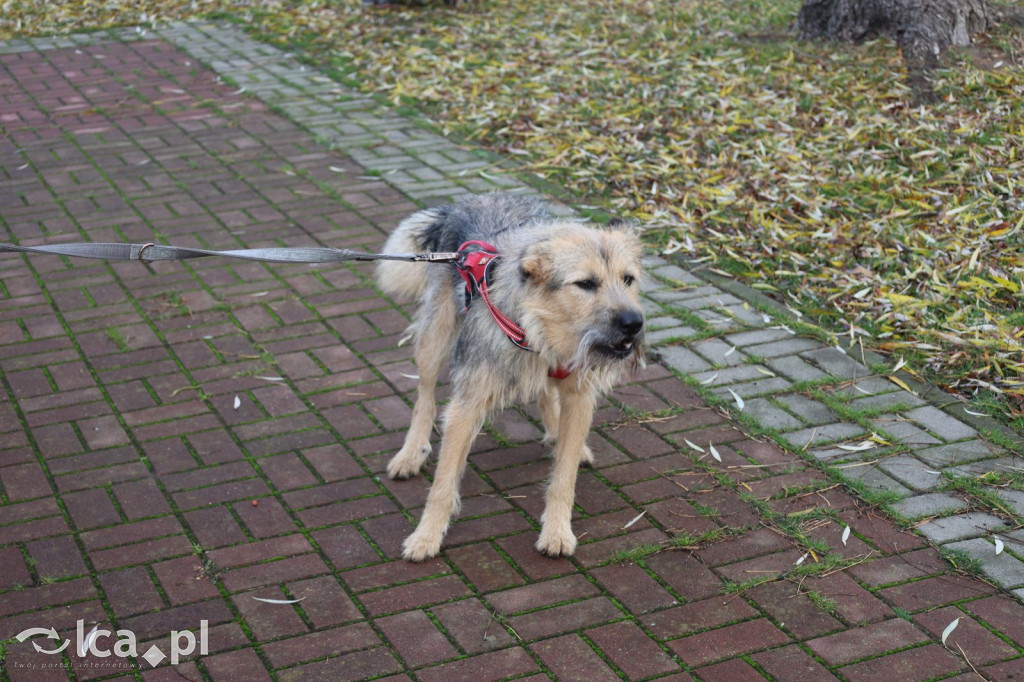 Andrzejkowy DogTrekking w Kunicach