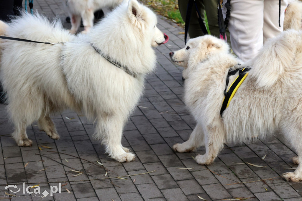 Andrzejkowy DogTrekking w Kunicach