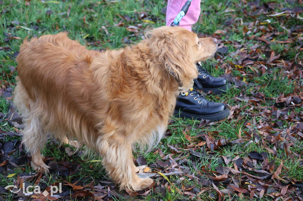 Andrzejkowy DogTrekking w Kunicach