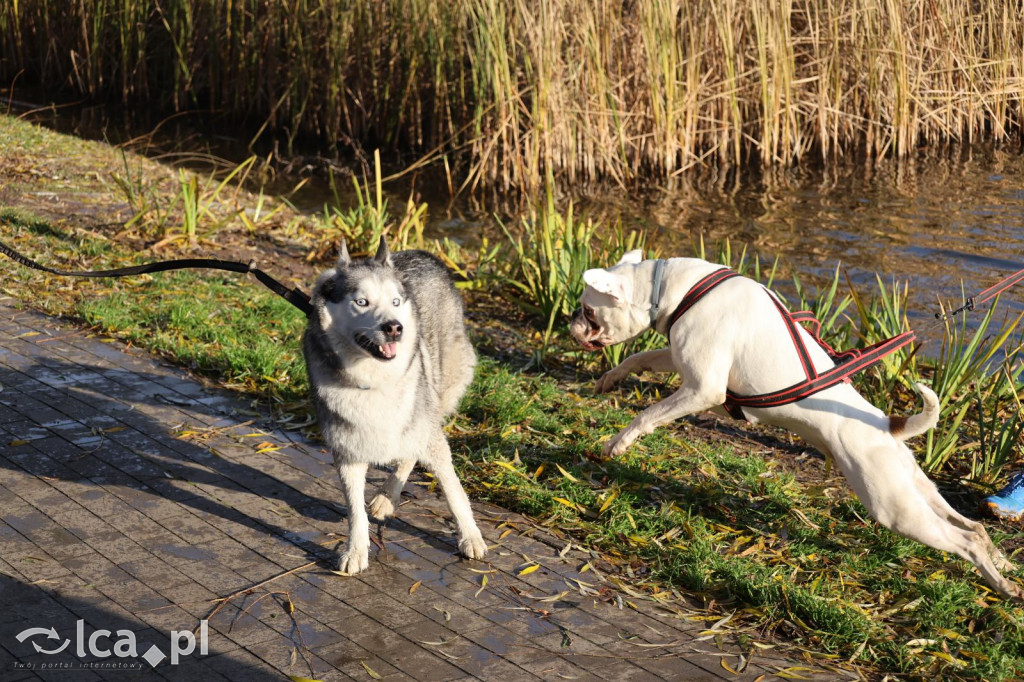 Andrzejkowy DogTrekking w Kunicach