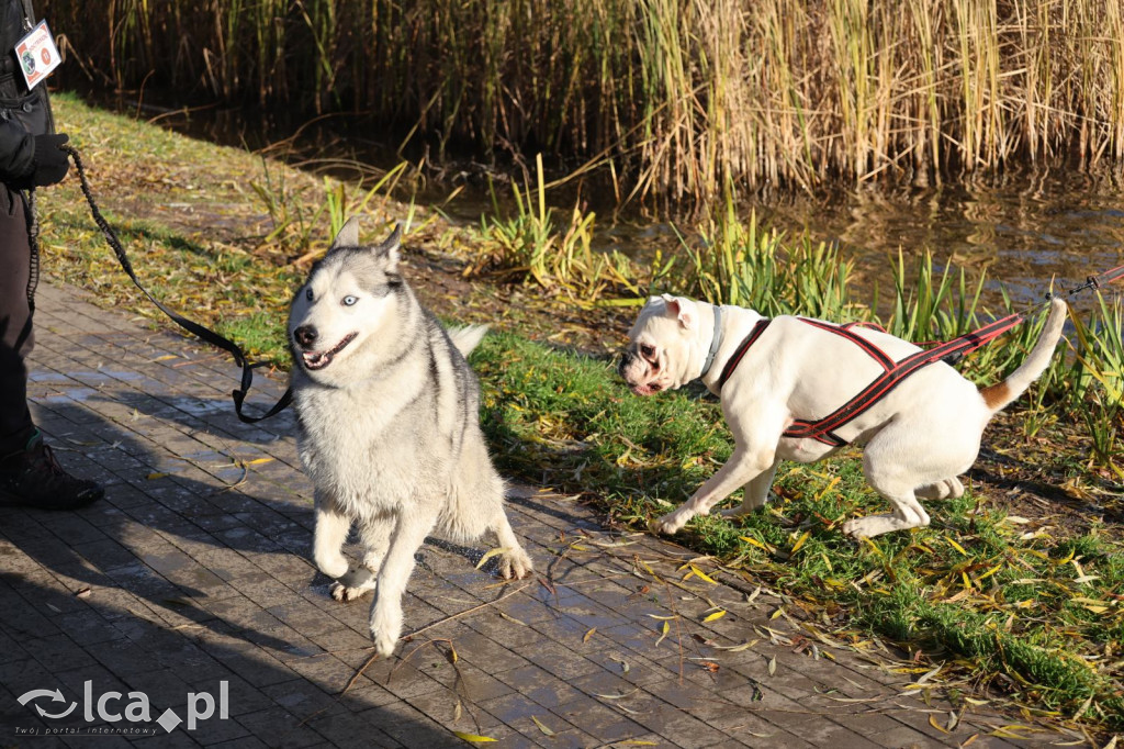 Andrzejkowy DogTrekking w Kunicach