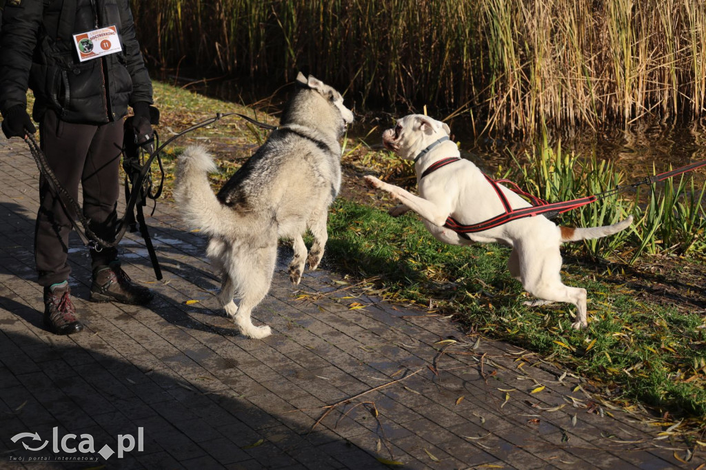 Andrzejkowy DogTrekking w Kunicach