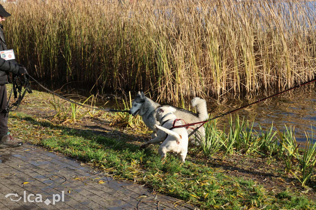 Andrzejkowy DogTrekking w Kunicach