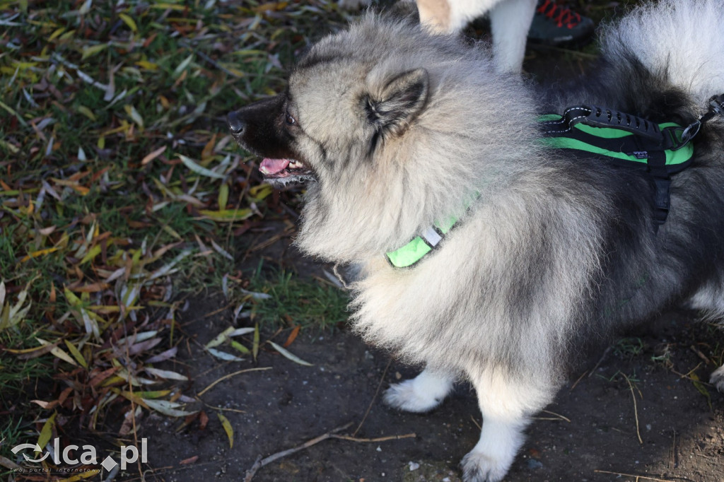 Andrzejkowy DogTrekking w Kunicach