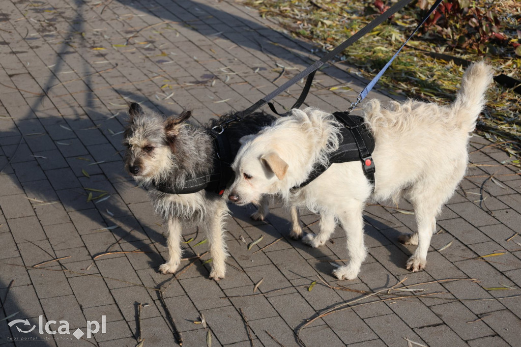 Andrzejkowy DogTrekking w Kunicach