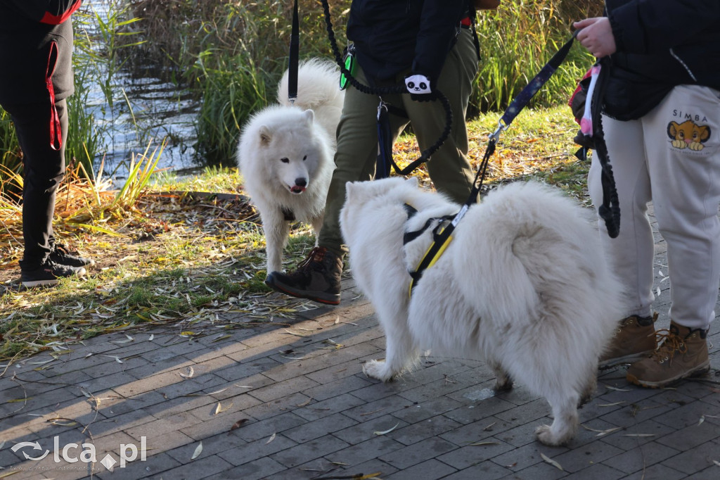 Andrzejkowy DogTrekking w Kunicach