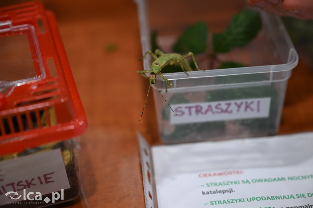 Dziecięca wystawa zwierząt domowych