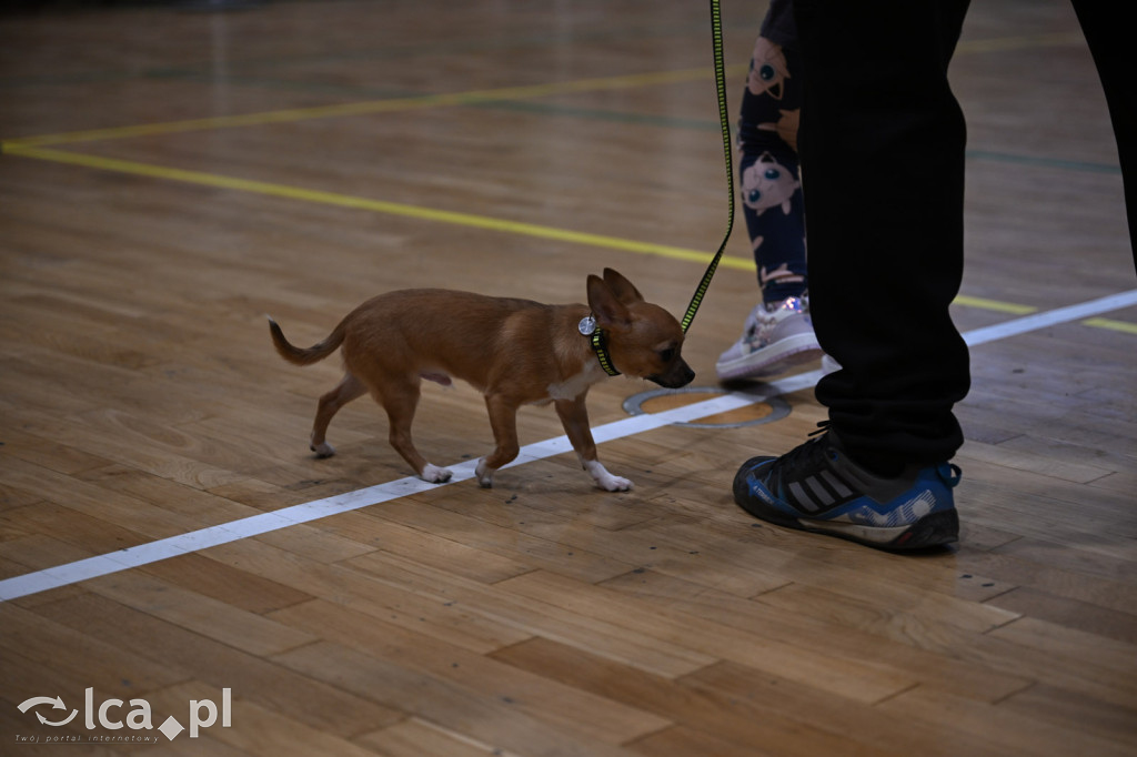 Dziecięca wystawa zwierząt domowych