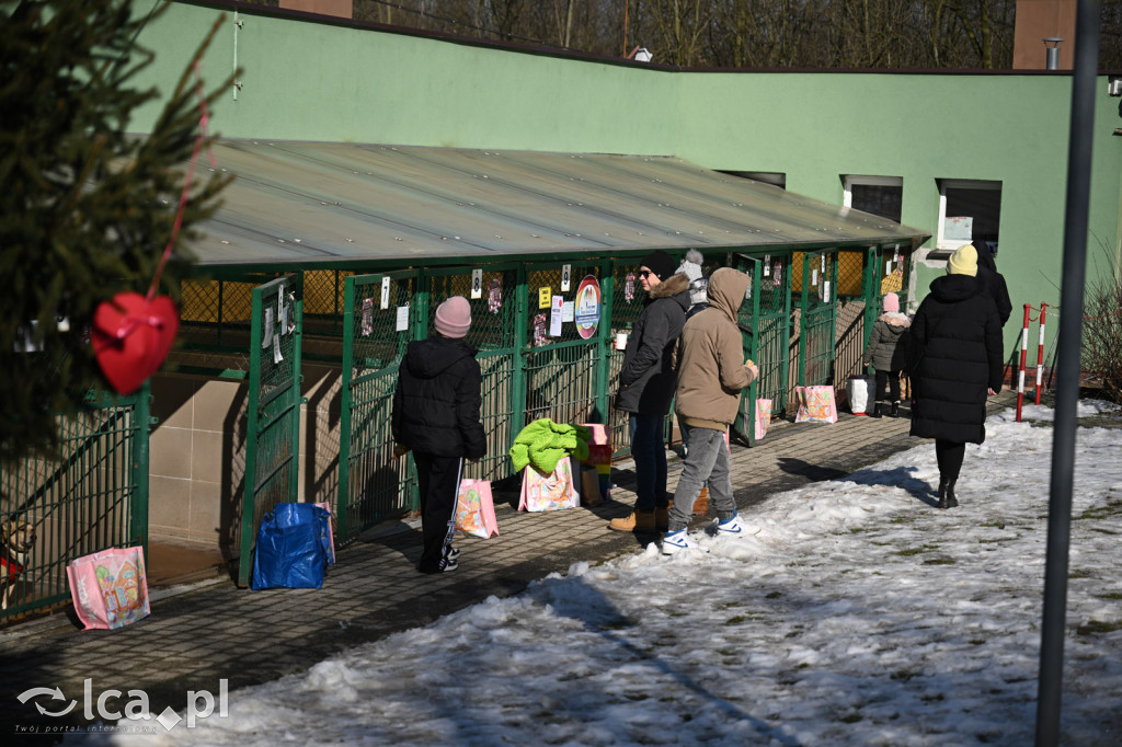 Słodkie Walentynki z bezdomniakami