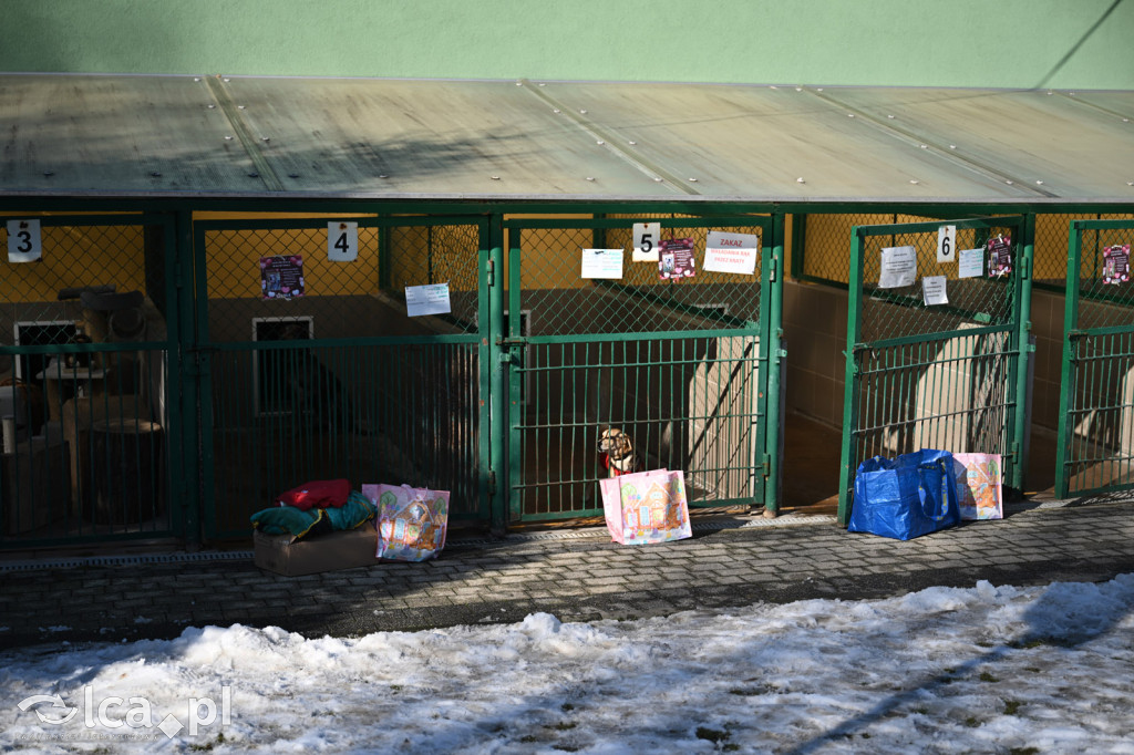 Słodkie Walentynki z bezdomniakami