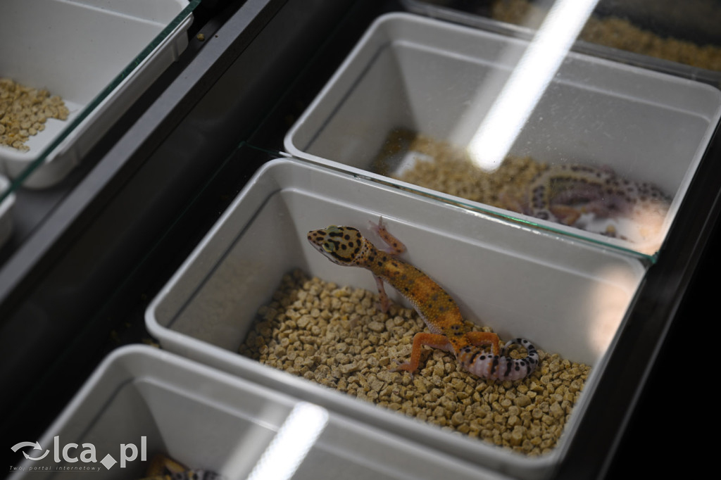 Targi terrarystyczne Exoticarium