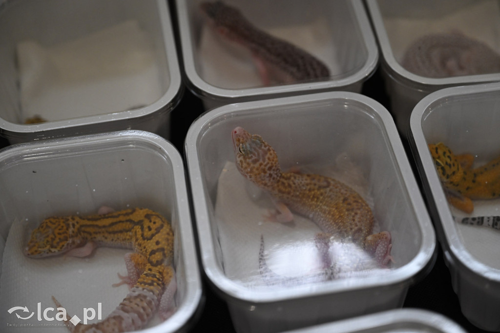 Targi terrarystyczne Exoticarium