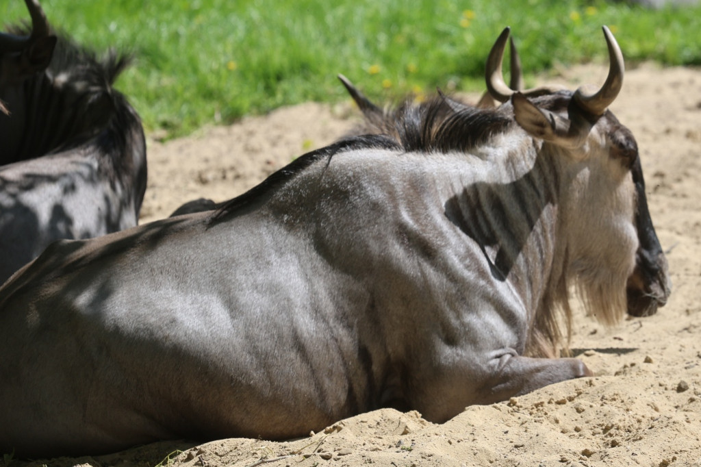 Safari Park Dvůr Králové