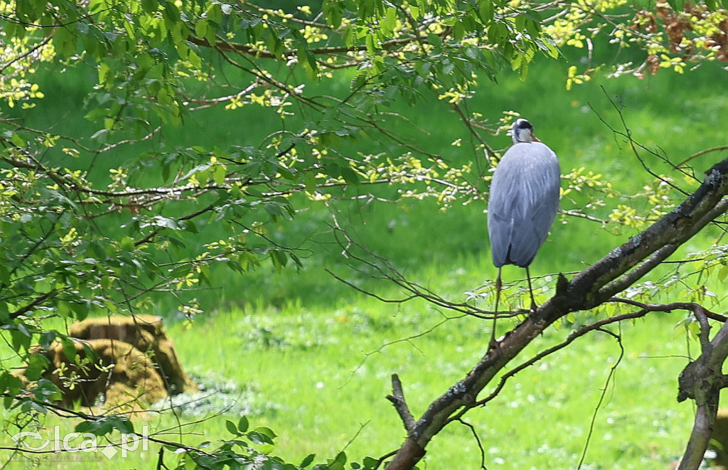 Safari Park Dvůr Králové