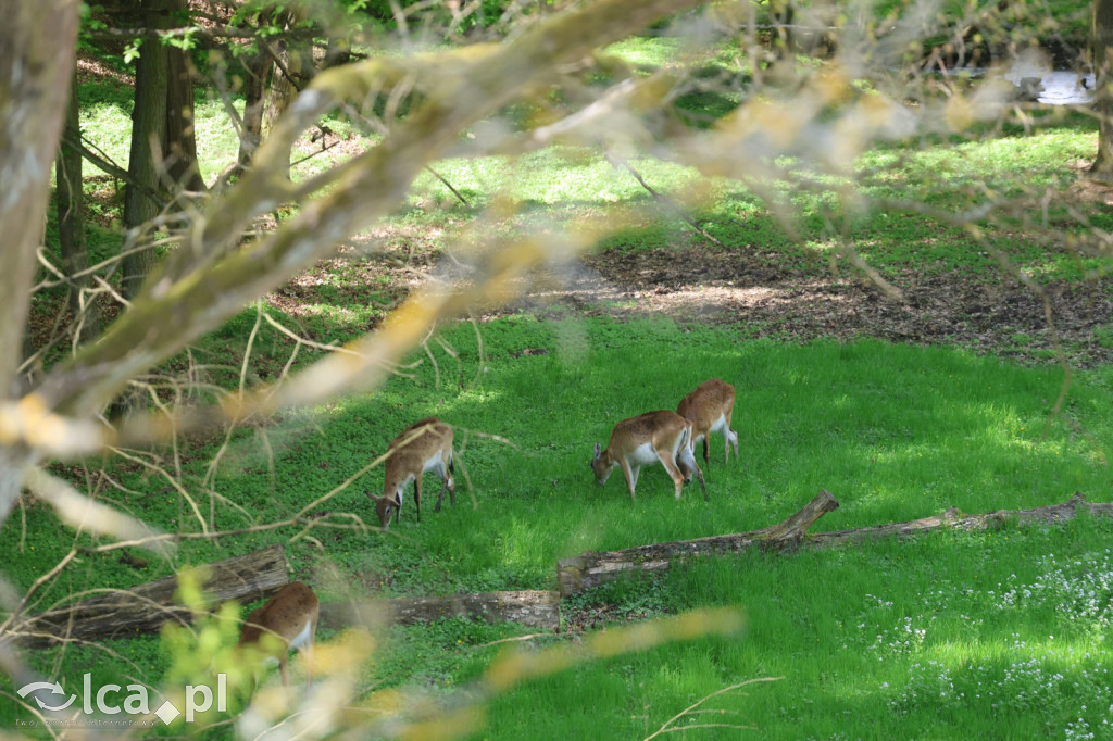 Safari Park Dvůr Králové