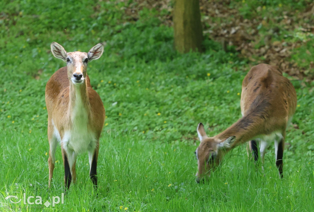 Safari Park Dvůr Králové