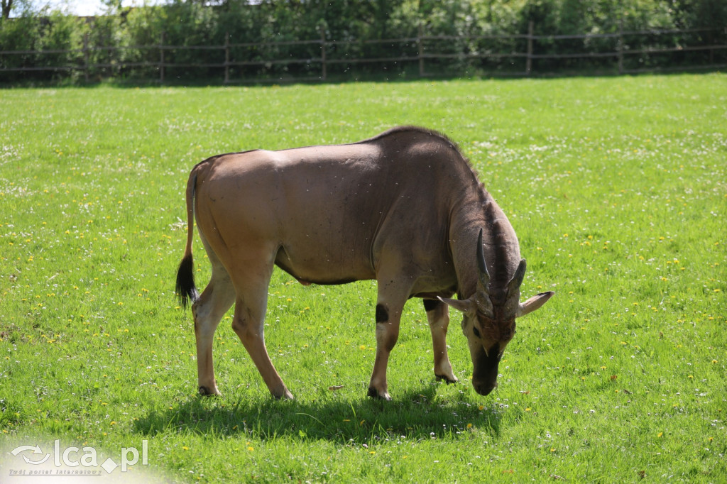 Safari Park Dvůr Králové