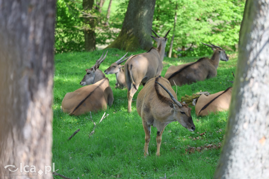 Safari Park Dvůr Králové
