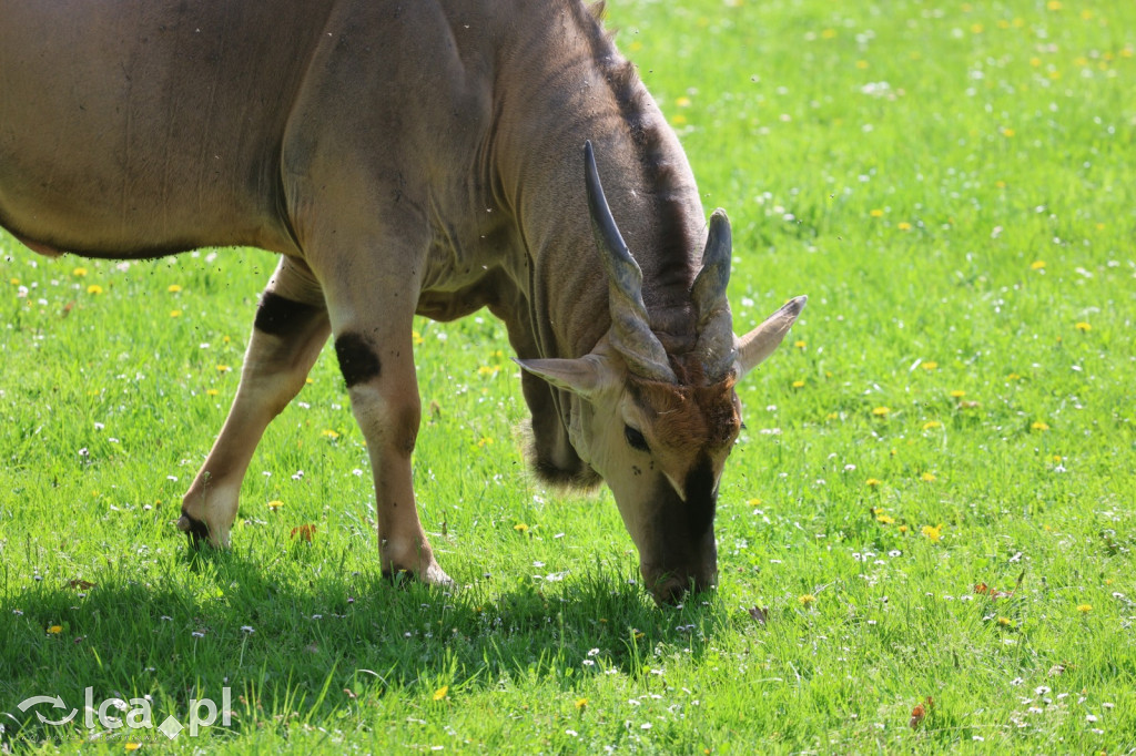 Safari Park Dvůr Králové