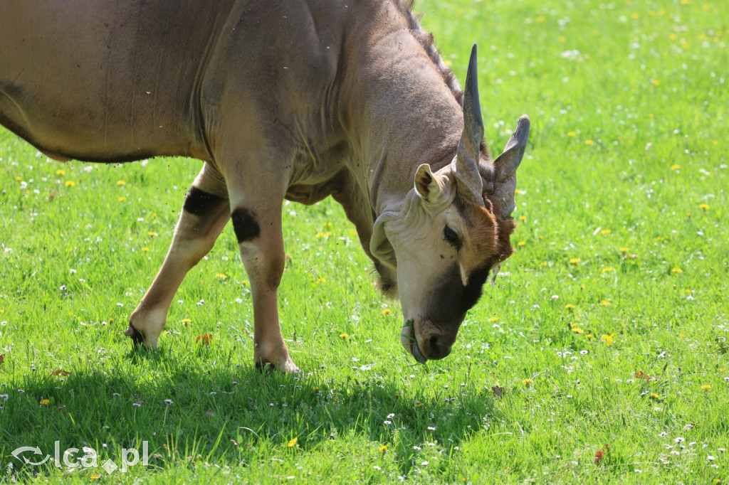 Safari Park Dvůr Králové