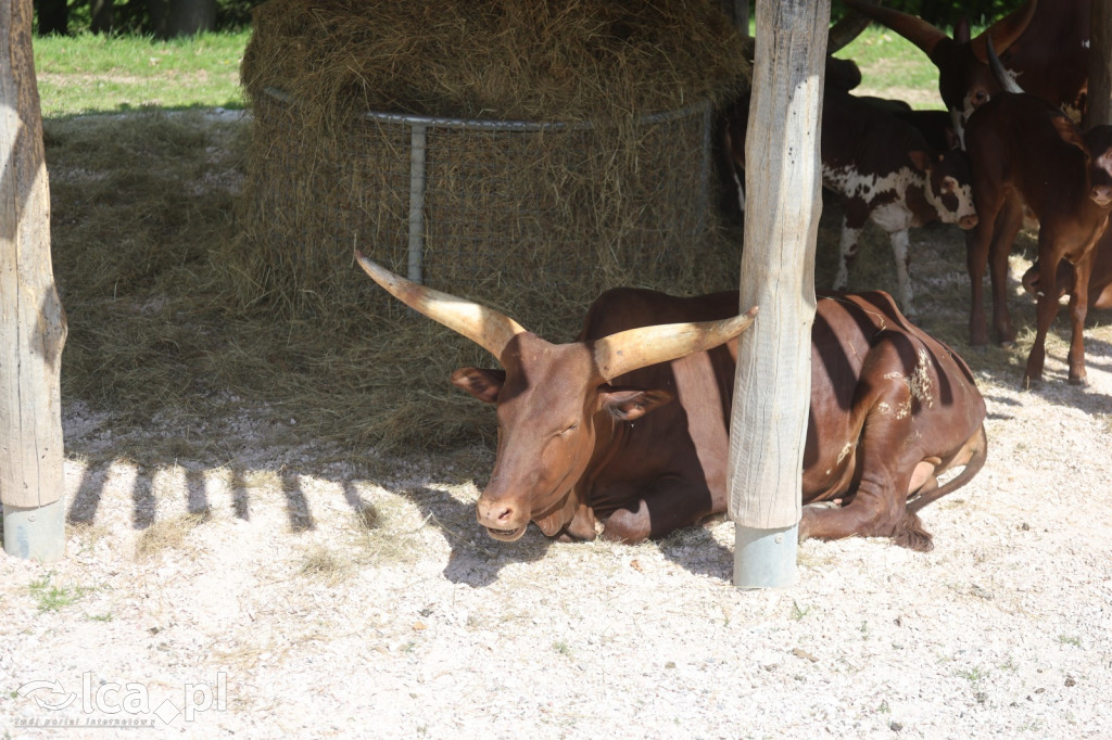 Safari Park Dvůr Králové