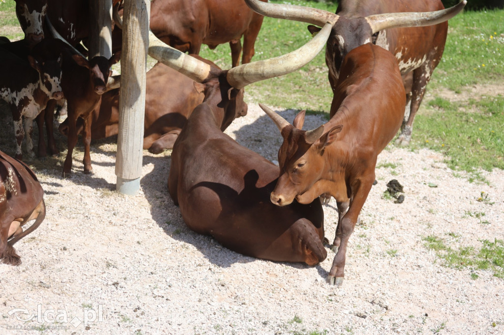 Safari Park Dvůr Králové