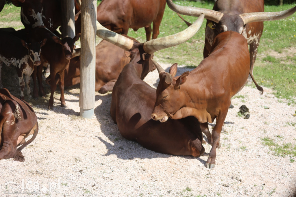 Safari Park Dvůr Králové
