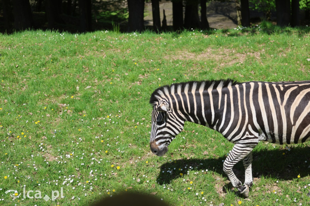 Safari Park Dvůr Králové