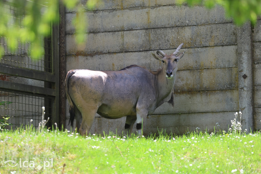 Safari Park Dvůr Králové