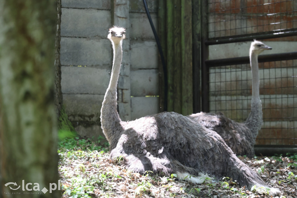 Safari Park Dvůr Králové